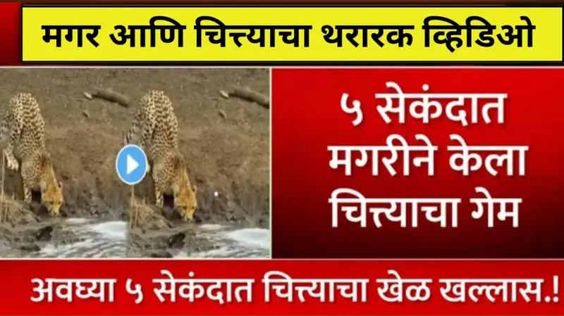 crocodile viral video