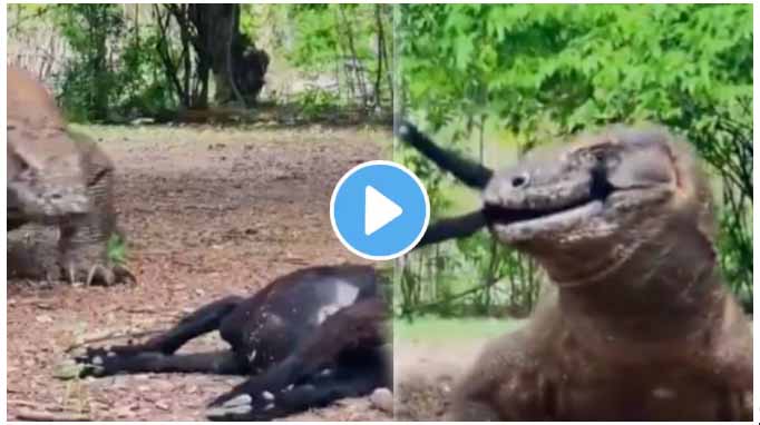 Viral video