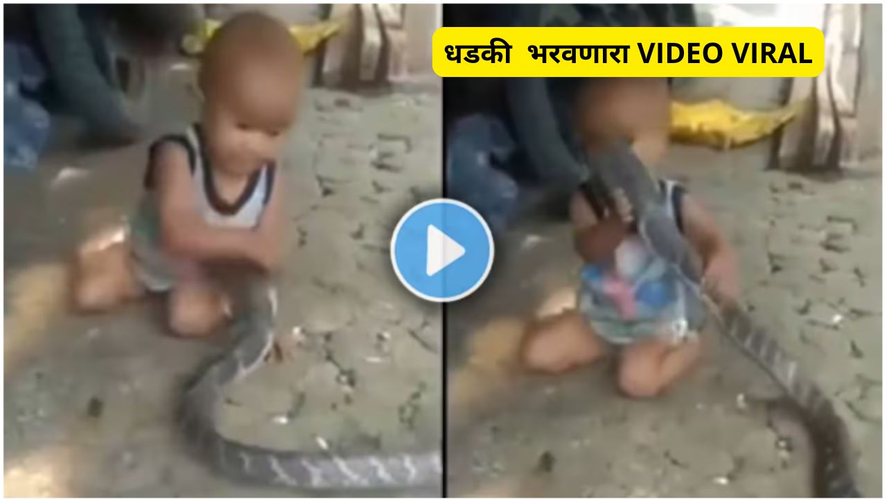 Baby Play King Cobra Viral Video